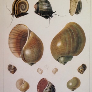 May include: A collection of ten different snail shells, some with brown and white stripes, others with a brown and green mottled pattern. The shells are arranged in a symmetrical pattern on a white background.