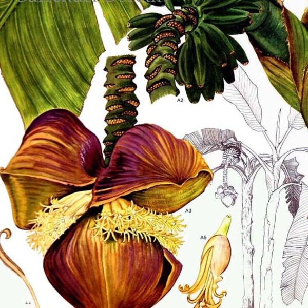 Japanese Banana Flower South East Asia Botanical Exotica Vintage Illustration To Frame 123
