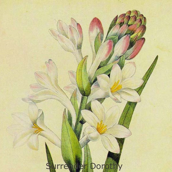 Hyacinth Tuberose Polianthes Tuberosa Wild Flower Lithograph By Redoute Vintage Illustration Botanical Print To Frame 12