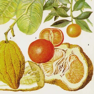 Citron Kumquat Clementine Ugli Citrus fruit bloem grafiek voedsel botanische lithografie illustratie voor uw vintage keuken 89