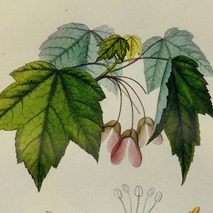May include: A botanical illustration of a maple tree branch with green leaves and pink seed pods. The leaves have a detailed vein pattern and the seed pods are hanging from the branch.