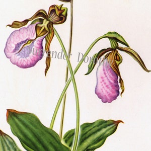 Pink Lady's Slipper Moccasin Flower 1950s Vintage Botanical Lithograph Print North American Wildflower To Frame 34