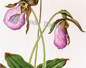 Pink Lady's Slipper Moccasin Flower 1950s Vintage Botanical Lithograph Print North American Wildflower To Frame 34