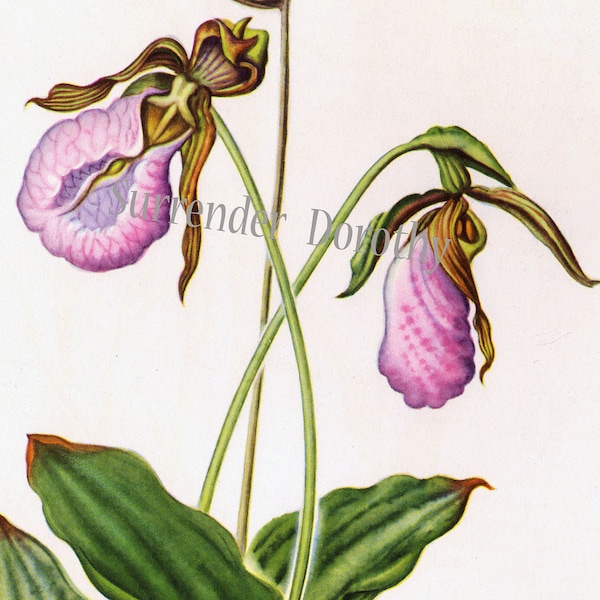 Pink Lady's Slipper Mocassin Flower jaren 1950 Vintage Botanische Lithografie Print Noord-Amerikaanse Wildflower naar Frame 34