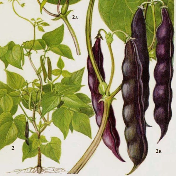 Cowpea Lablab Bean Flowering Peas Legume Food Chart Vegetable Botanical Lithograph Illustration For Your Vintage Kitchen 45