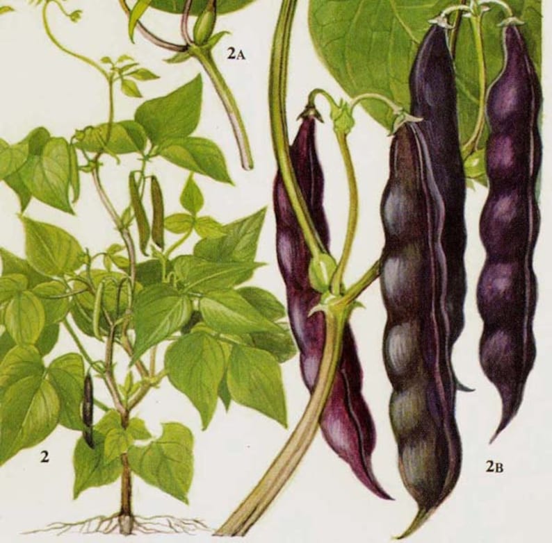 Cowpea Lablab Bean Flowering Peas Legume Food Chart Vegetable - Etsy
