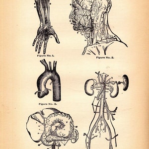 Circulatory System Arteries Human Anatomy 1908 Original Edwardian Era Antique Medical Chart Five Views Black & White image 3