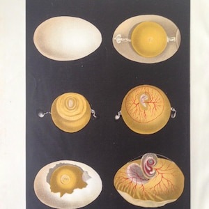 May include: An educational illustration of egg development stages. The image shows a whole egg and several cross-sections revealing the yolk and the developing embryo. The artwork uses a muted color palette of white, yellow, and red against a black background.