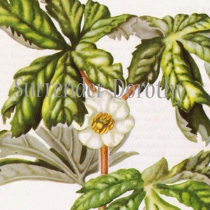 May Apple Flower Vintage anni '50 Cottage Botanical Litografia Stampa artistica su telaio 68