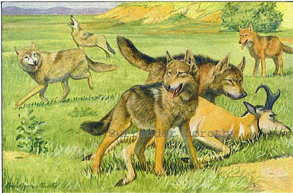 Timber Wolf Coyote & Dingo Dog Louis Agassiz Fuertes 1910 Original