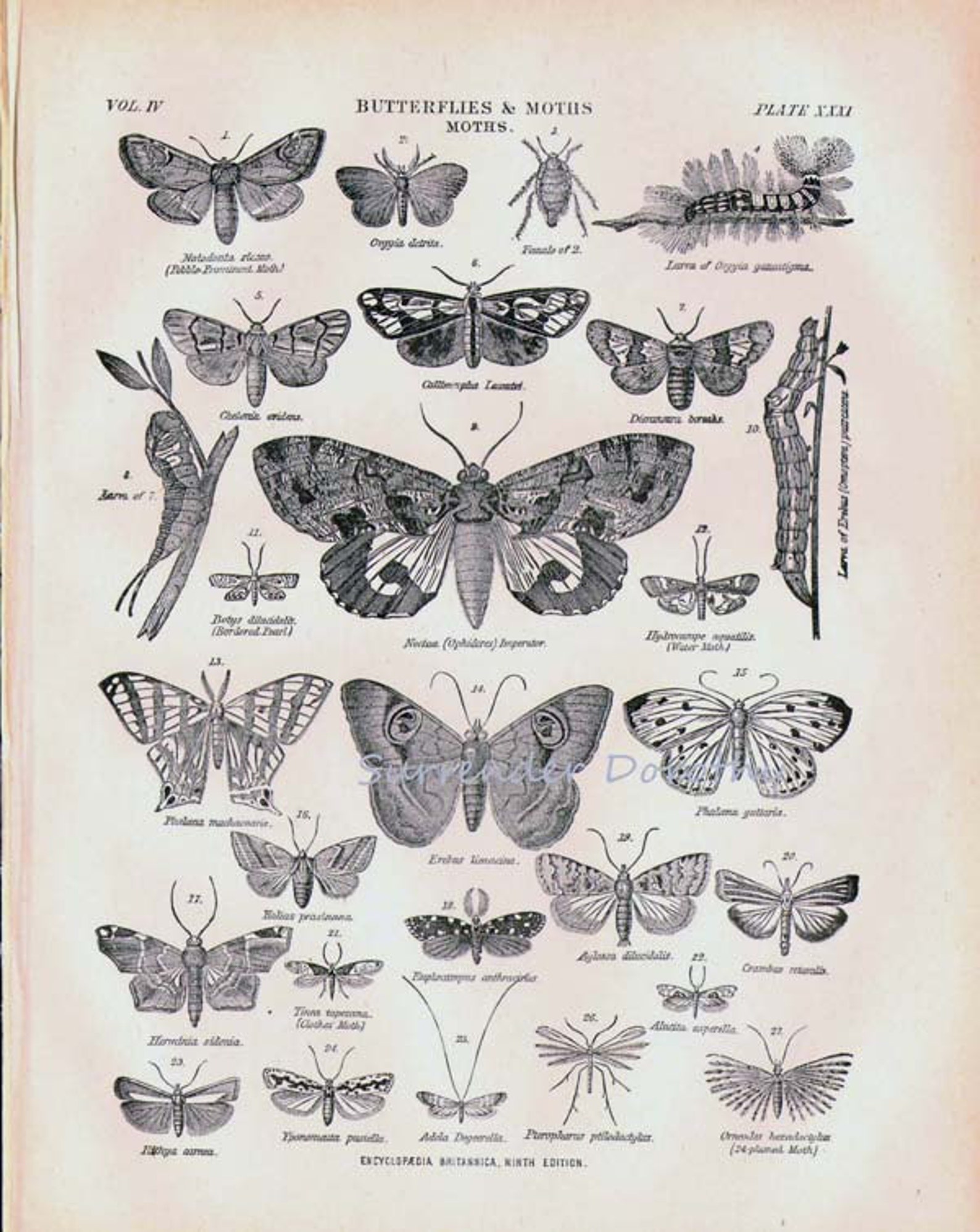 Butterflies & Moths XXXI 1892 Victorian Entomology Antique Chart of ...