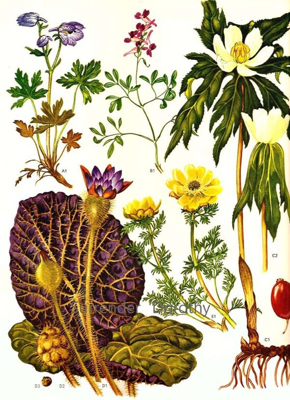 Fox Nuts Water Lily Plants Euryale Ferox Flowers Himalayan China