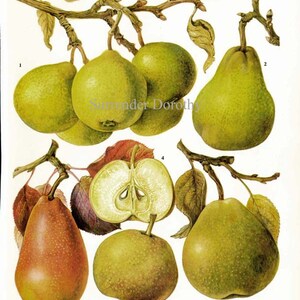 French Pear Chart Fruit Flowers Botanical Lithograph Food Illustration For Your Vintage Kitchen 59 image 2