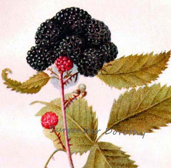 Winfield Black Raspberry 1909 Usda Antique Botanical Blackberry Fruit Vintage Lithograph Print To Frame