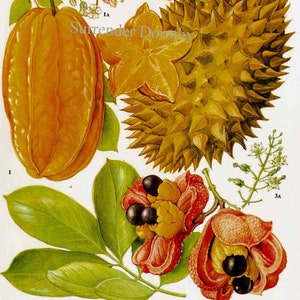 Ster Fruit Carambola Durian Akee Tropische Fruit Bloem Grafiek Food Botanische Lithografie Illustratie Voor Uw Vintage Keuken 103