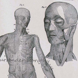 Menselijke Anatomie Spierstelsel Vooraanzicht Vintage Victoriaanse Antieke Medische Kaart 1892 Origineel Zwart &Wit