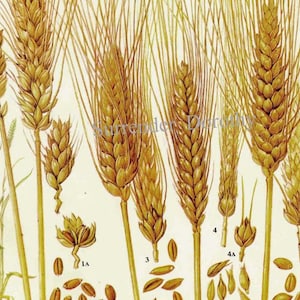Grafico degli alimenti dei cereali di grano, litografia botanica, illustrazione per la tua cucina vintage 3