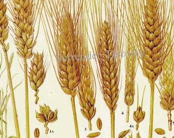 Wheat Cereal Grain Food Chart Botanical Lithograph Illustration For Your Vintage Kitchen 3