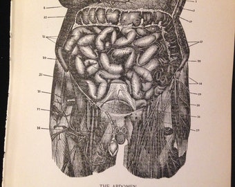 Human Digestive System Anatomy 1912 Vintage Medical Chart To Frame Black White