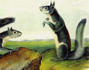 Col Albert's California & Grey Squirrel Audubon Vintage Print Natural History Wild Animal Litografia per l'inquadratura
