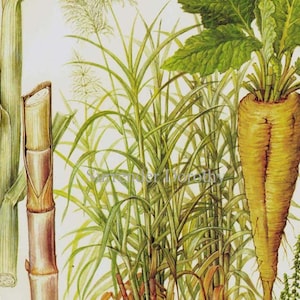 Gráfico de plantas tropicales de remolacha azucarera y caña de azúcar Ilustración botánica de litografía para su cocina vintage 15