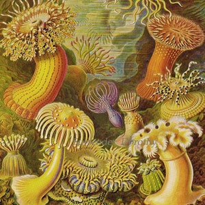 Può includere: Un'illustrazione vintage di vari anemoni di mare in una scena sottomarina vibrante. Gli anemoni sono rappresentati in tonalità di giallo, arancione, rosso, viola e bianco, con dettagli intricati dei loro tentacoli e corpi. Lo sfondo presenta un motivo a spirale di blu e verde, che suggerisce il movimento dell'acqua.