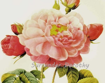 Pink Rose Of Orleans Redoute Rosa Gallica Aurelianesnsis Vintage Flower Botanical Lithograph Poster Print To Frame 44