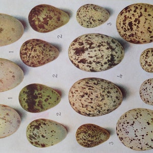Woodcock Snipe Plover Oyster-Catcher Eggs European Birds Lithograph Chart To Frame 1960s British Ornithology 190