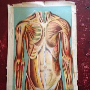 Menselijke Anatomie Vrouw Man Uitklapbare Medische Flip-over 1922 Vintage Lithografie Medische Onderwijsgids