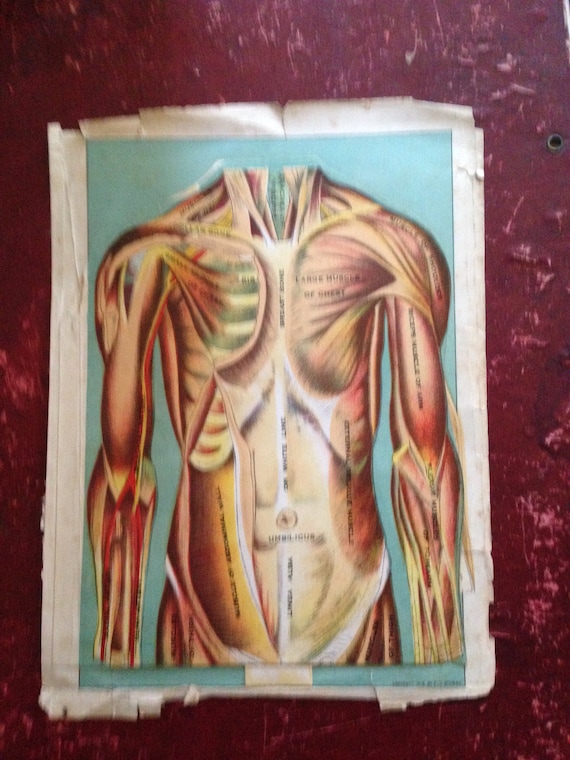 Anatomía Humana Mujer Libro EL Cuerpo Humano, Descripción Del