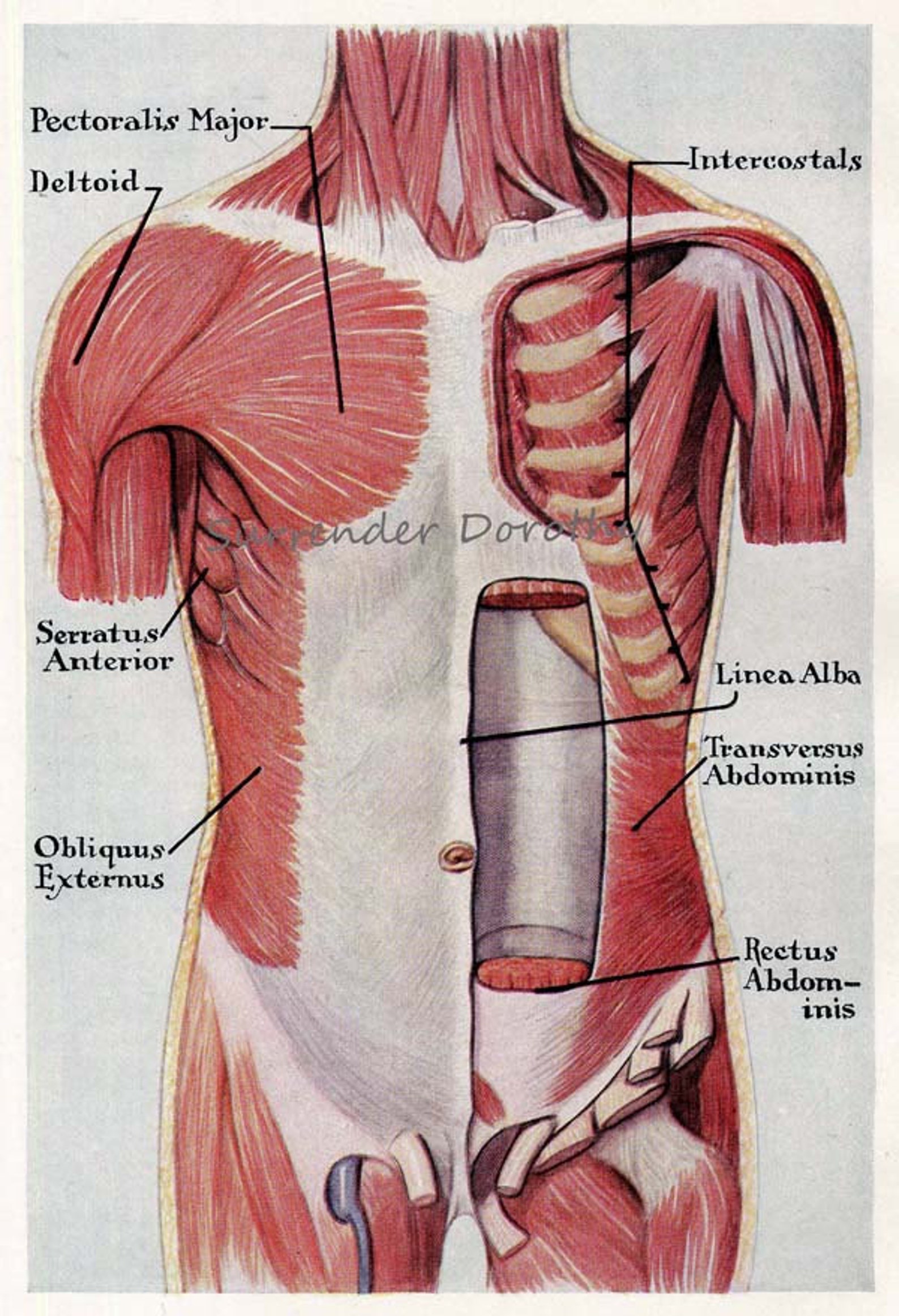Trunk muscles