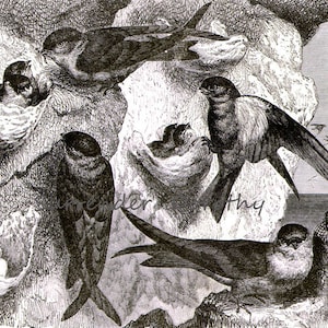 Fågelbosoppa Swiftlet Sydstilla ö Vintage viktoriansk sydstilla ornitologi 1887 svartvit naturhistorisk gravyr