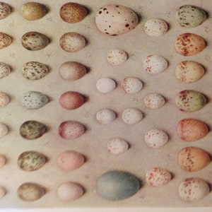 May include: A collection of bird eggs, each with a unique pattern and color. The eggs are arranged in rows on a light brown background.