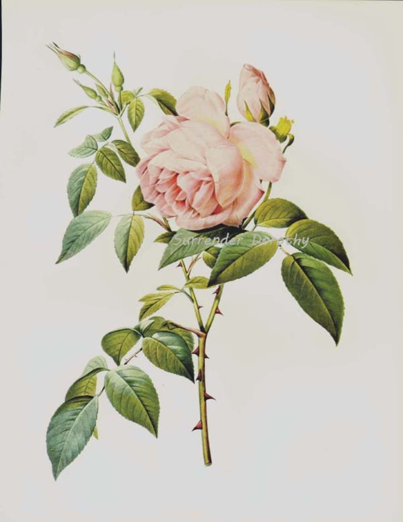 Pink Tea Rose Redoute Rosa Odorata Vintage Flower Botanical - Etsy
