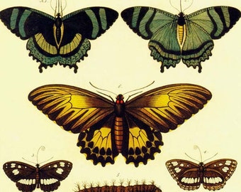 Butterfly Malaysia Australia New Guinea Insects Seba Entomology Natural History Bug Lithograph Chart Poster Print