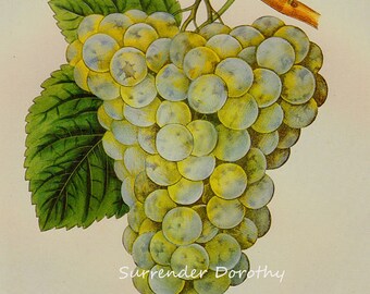 Chasselas Blanc Grape Prestele Vintage Agriculture Poster Print  Botanical Lithograph To Frame 57