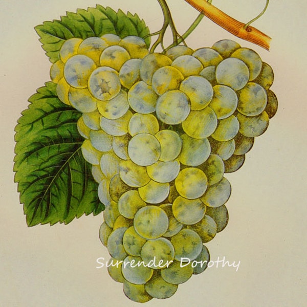 Chasselas Blanc Grape Prestele Vintage Agriculture Poster Print  Botanical Lithograph To Frame 57