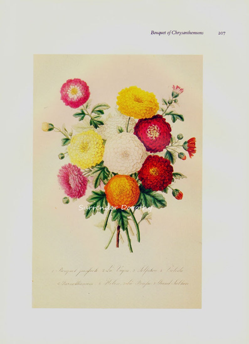 Bouquet of Chrysanthemums Prestele Vintage Poster Print Etsy