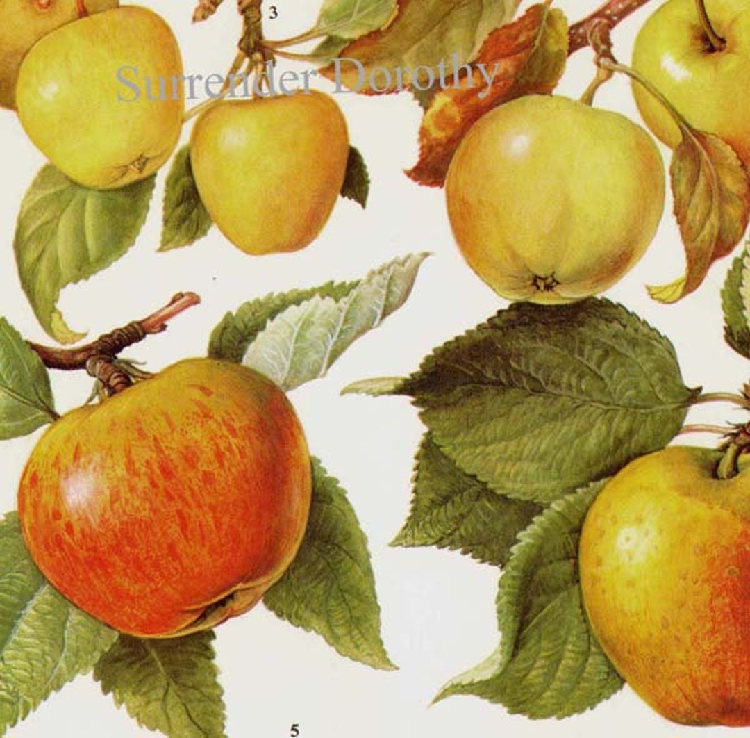 Heirloom Apple Chart Fruit Flowers Botanical Lithograph Food