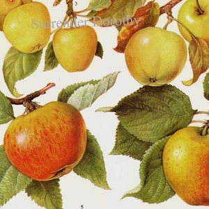 Cimelio di mele Grafico Frutta Fiori Litografia botanica Illustrazione di cibo per la tua cucina vintage 49