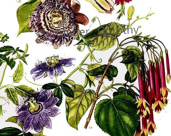 Fuchsia Passion Flower Central South America Botanical Exotica 1969 Vintage Illustration To Frame 173