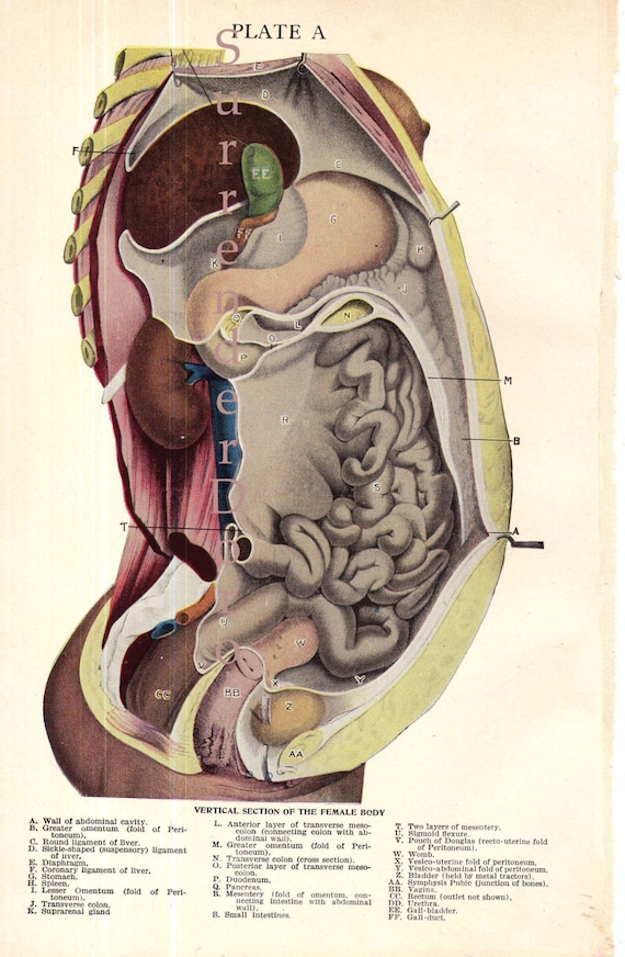 Female Human Anatomy Chart