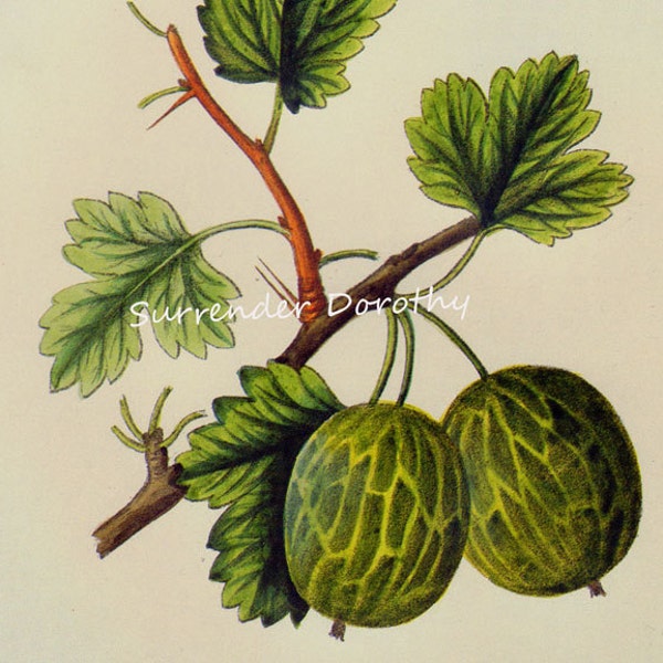 Whitesmith Gooseberry  Prestele Vintage Agriculture Poster Print  Botanical Lithograph To Frame 62