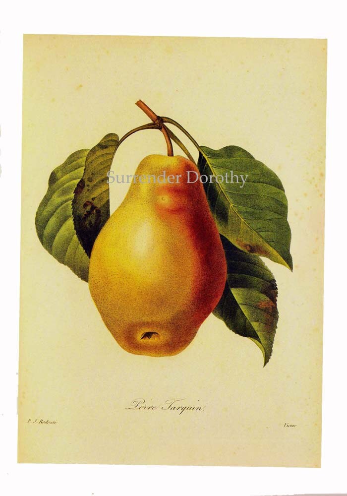 Poire Tarquin - Pierre Joseph Celestin Redouté - Framed art Print main image 1