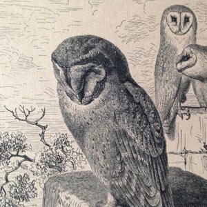 Barn Owl (Strix flammea) Asio Flammeus Antique Engraved Illustration 1905 Vintage Edwardian Natural History To Frame