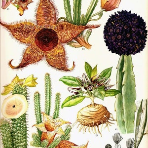 Cactus & Succulent Flowers Flowering Plants South African Botanical Exotica Vintage Illustration To Frame 78 image 2