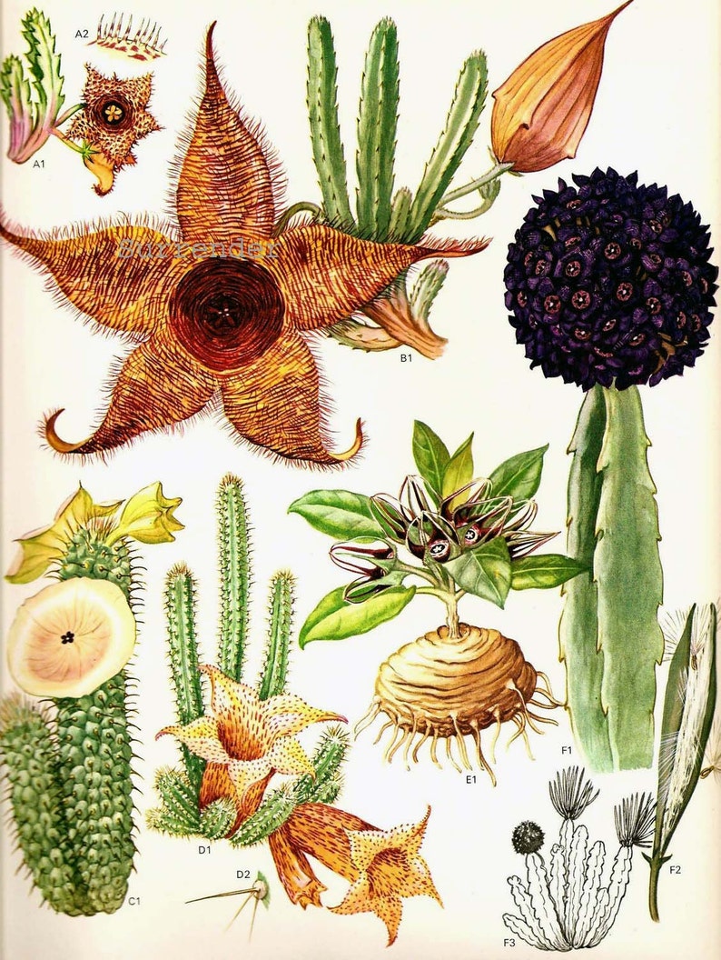 Cactus & Succulent Flowers Flowering Plants South African Botanical Exotica Vintage Illustration To Frame 78 image 2