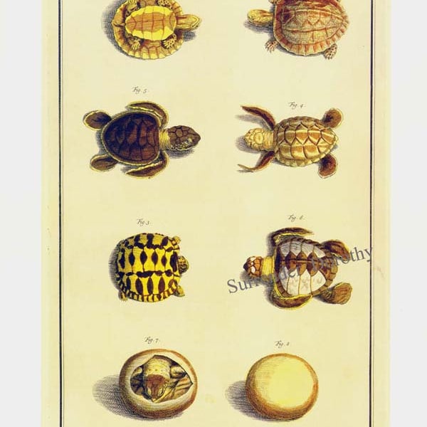 Hatching Young Tortoise Turtles Herpetology Natural History Lithograph Chart Poster Print To Frame