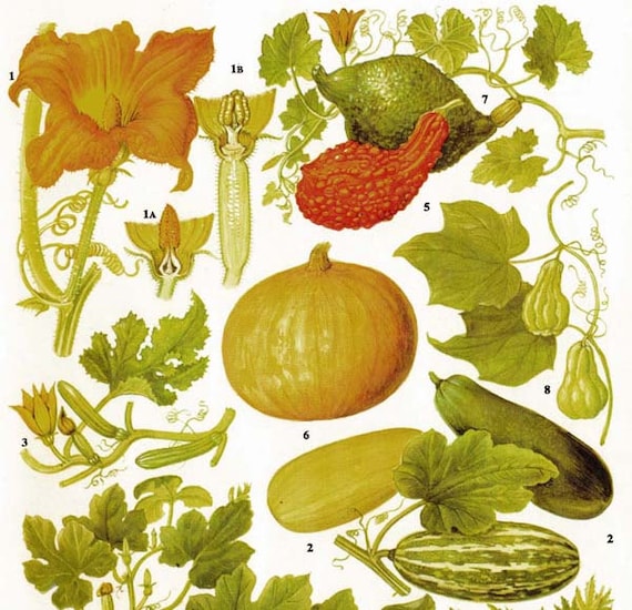 Squash & Pumpkin Cookbooks - Good Gourds