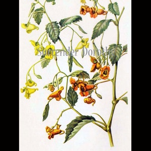 Touch Me Not Jewel Weed Flowers Vintage Botanical Lithograph 1950s Art Print To Frame 106 image 4